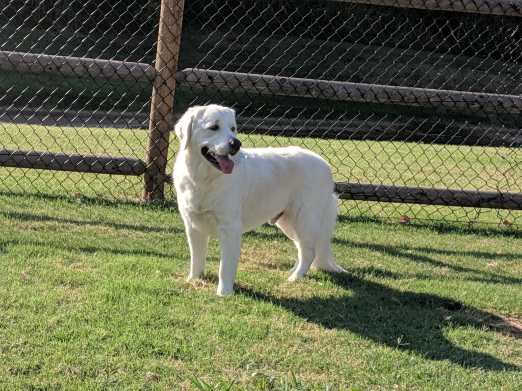 Dog Dynasty Grooming Salon photo 1 in Oklahoma City